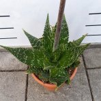 Aloe maculata (Aloe saponaria) – výška 50–60 cm, ⌀ 20–30 cm, kont. C6L